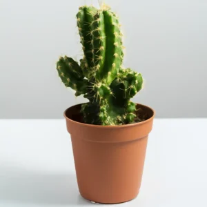 Cactus Plant