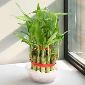 Lucky Bamboo Plant