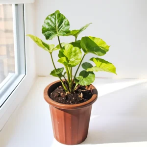 Syngonium Plant