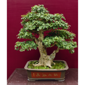 Ficus Bonsai Plant