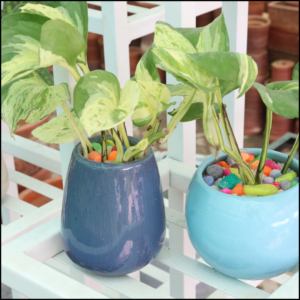 Money Plant(Epipremnum aureum)