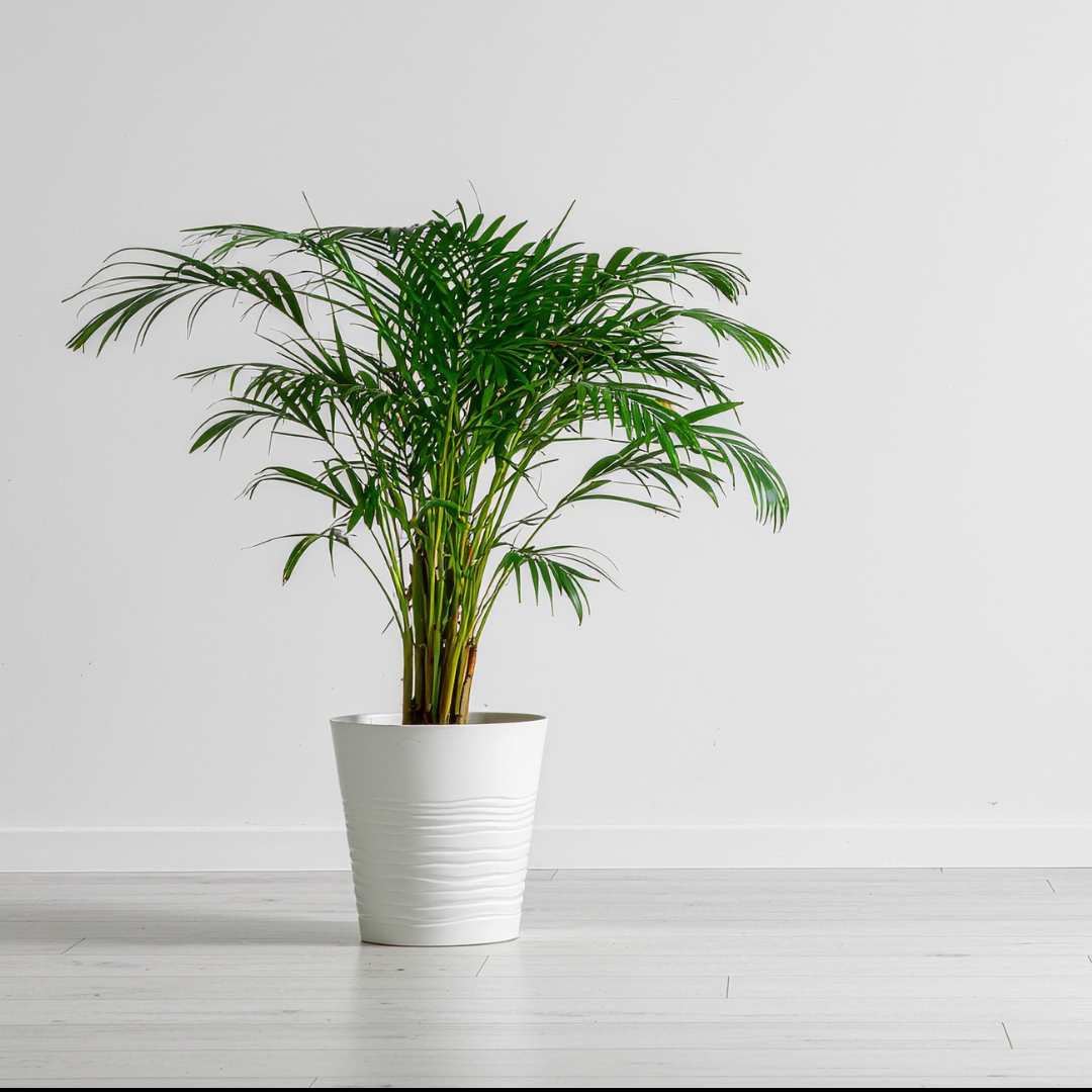 Areca Plam Plant