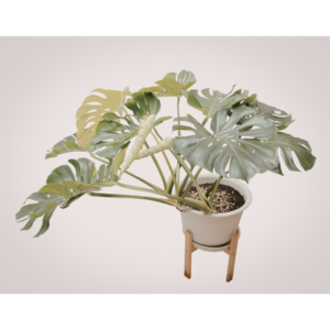 Monstera Deliciosa Plant